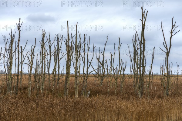Dead trees, Osterwald, Zingst, Fischland-Darß-Zingst, Western Pomerania Lagoon Area National Park, Mecklenburg-Western Pomerania, Germany