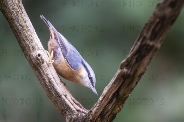 Nuthatch (Sitta europaea), Emsland, Lower Saxony, Germany