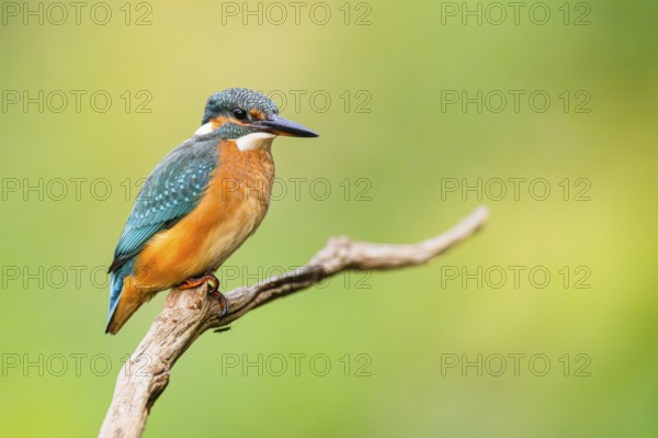 Common kingfisher (Alcedo atthis) sitting on an old wooden branch in late summer, wildife, Bavaria, Germany