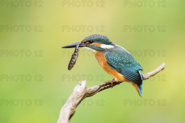 Common kingfisher (Alcedo atthis) sitting on an old wooden branch eating his fresh cought fish in late summer, wildife, Bavaria, Germany