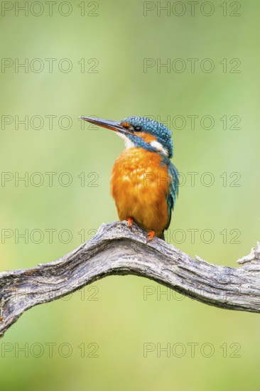 Common kingfisher (Alcedo atthis) sitting on an old wooden branch in late summer, wildife, Bavaria, Germany
