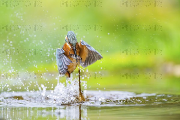 Common kingfisher (Alcedo atthis) flying out of the water with a fresh cought fish in his beak in late summer, wildife, Bavaria, Germany