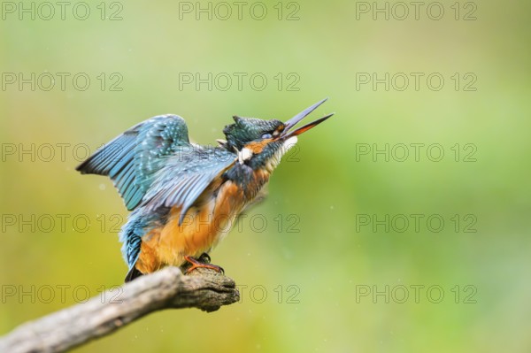 Common kingfisher (Alcedo atthis) sitting on an old wooden branch shaking its body in late summer, wildife, Bavaria, Germany