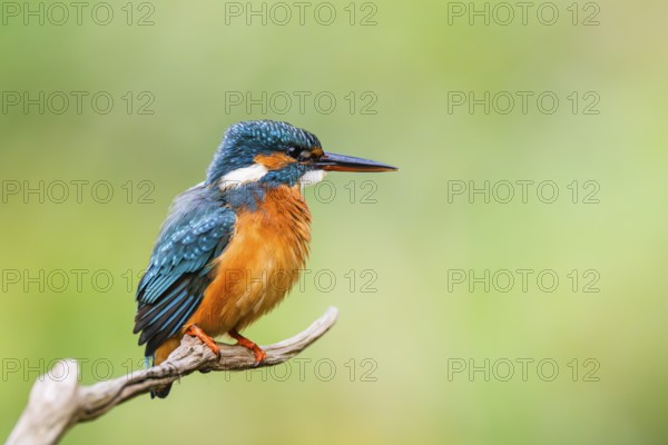 Common kingfisher (Alcedo atthis) sitting on an old wooden branch in late summer, wildife, Bavaria, Germany