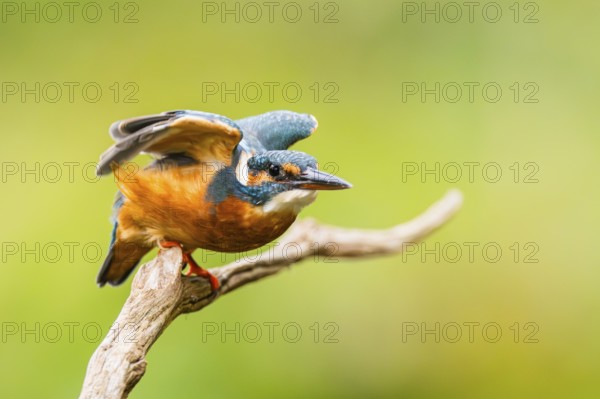 Common kingfisher (Alcedo atthis) flying away from an old wooden branch in late summer, wildife, Bavaria, Germany