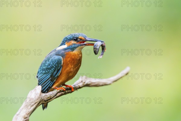 Common kingfisher (Alcedo atthis) sitting on an old wooden branch eating his fresh cought fish in late summer, wildife, Bavaria, Germany