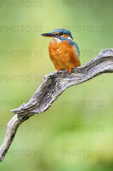 Common kingfisher (Alcedo atthis) sitting on an old wooden branch in late summer, wildife, Bavaria, Germany
