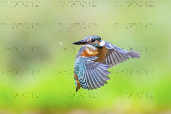 Common kingfisher (Alcedo atthis), flying, wildife, Bavaria, Germany