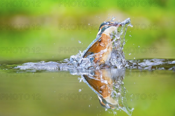 Common kingfisher (Alcedo atthis) flying out of the water with a fresh cought fish in his beak in late summer, wildife, Bavaria, Germany