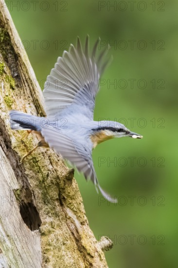 Eurasian nuthatch (Sitta europaea) flying from an old wrotten tree trunk at a swamp, Bavaria, Germany