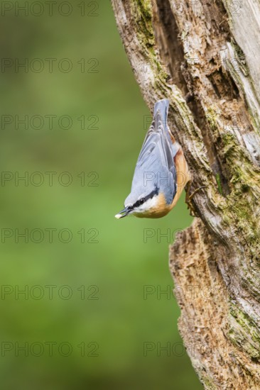 Eurasian nuthatch (Sitta europaea) sitting on an old wrotten tree trunk at a swamp, Bavaria, Germany
