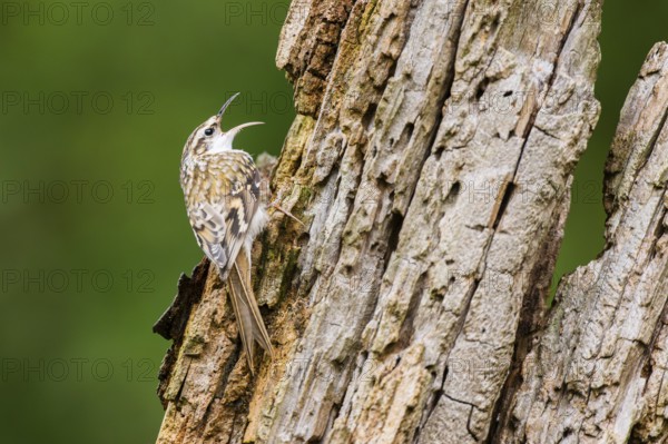 Eurasian treecreeper (Certhia familiaris) climbing up an old wrotten tree trunk, Bavaria, Germany