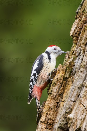 Middle spotted woodpecker (Dendrocoptes medius) sitting on an old wrotten tree trunk in late summer, Bavaria, Germany
