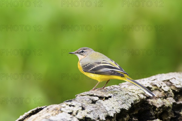 Grey Wagtail (Motacilla cinerea) sitting on an old wood, wildlife, Germany