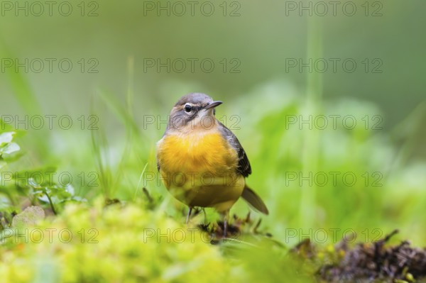 Grey Wagtail (Motacilla cinerea) sitting on the ground, wildlife, Germany