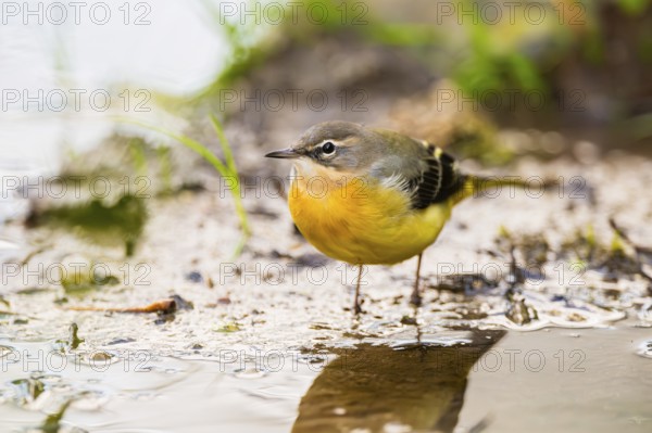 Grey Wagtail (Motacilla cinerea) hunting at a little lake in a swamp, wildlife, Germany