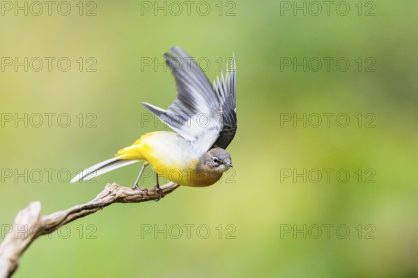 Grey Wagtail (Motacilla cinerea) starts flying, wildlife, Germany