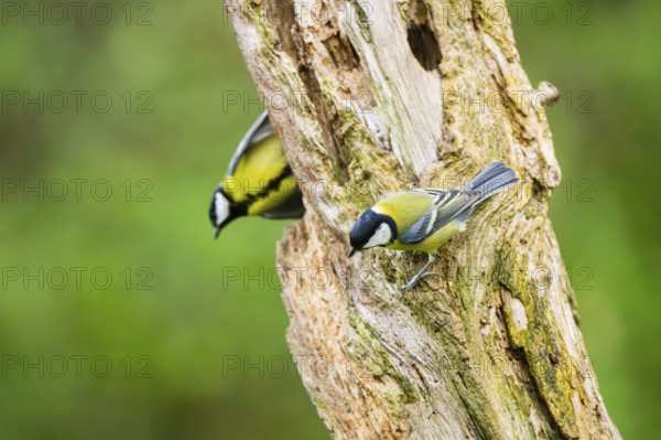 Great tit (Parus major) sitting on an old wrotten tree trunk at a swamp, Bavaria, Germany