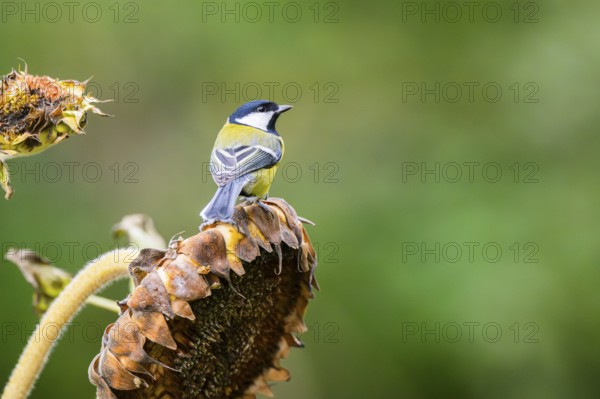 Great tit (Parus major) sitting on an old sunflower blossom with seeds inside, Bavaria, Germany