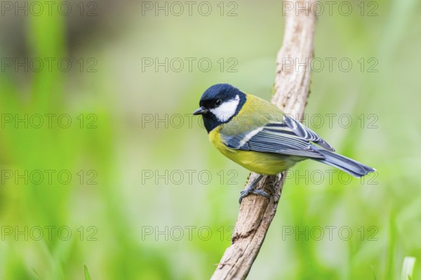 Great tit (Parus major) sitting on stem of a reed at a swamp, Bavaria, Germany