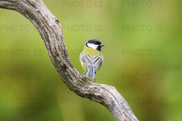 Great tit (Parus major) sitting on an old wood at a swamp, Bavaria, Germany