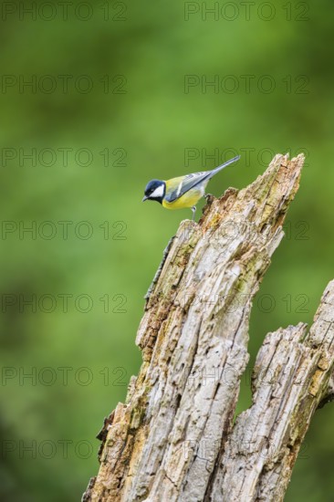 Great tit (Parus major) sitting on an old wrotten tree trunk at a swamp, Bavaria, Germany