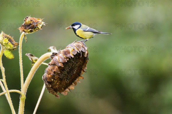 Great tit (Parus major) sitting on an old sunflower blossom with seeds inside, Bavaria, Germany