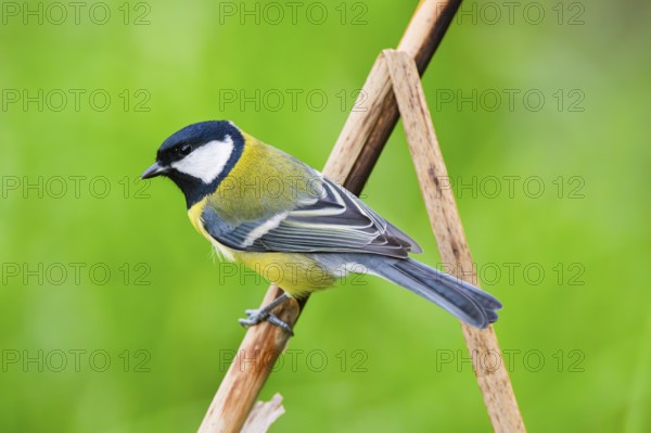 Great tit (Parus major) sitting on stem of a reed at a swamp, Bavaria, Germany