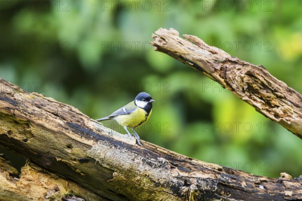 Great tit (Parus major) sitting on an old wrotten tree trunk at a swamp, Bavaria, Germany