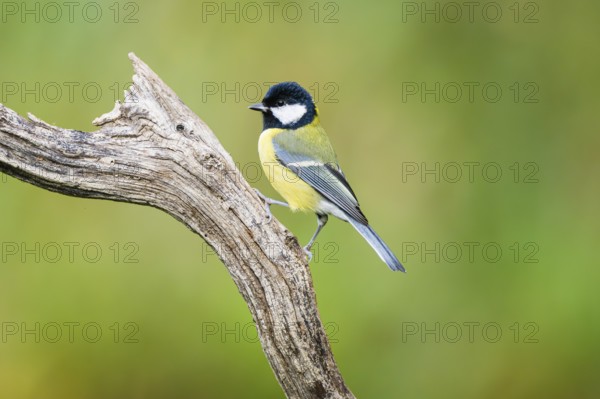 Great tit (Parus major) sitting on an old wood at a swamp, Bavaria, Germany