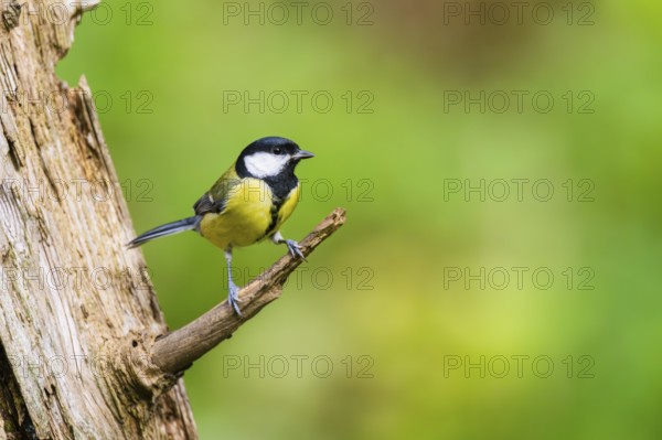 Great tit (Parus major) sitting on a branch of an old wrotten tree trunk at a swamp, Bavaria, Germany