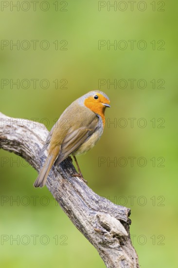 European robin (Erithacus rubecula) sitting on an old wooden branch, Bavaria, Germany