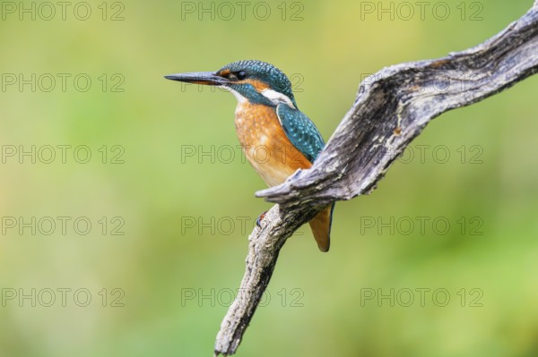 Common kingfisher (Alcedo atthis) sitting on an old wooden branch in late summer, wildife, Bavaria, Germany