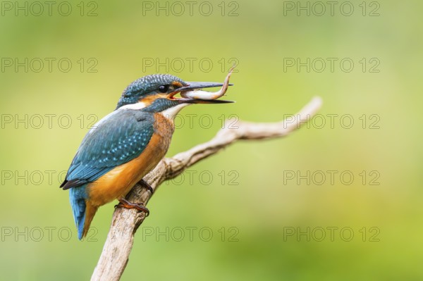 Common kingfisher (Alcedo atthis) sitting on an old wooden branch eating his fresh cought fish in late summer, wildife, Bavaria, Germany