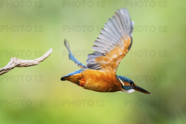 Common kingfisher (Alcedo atthis) flying away from an old wooden branch in late summer, wildife, Bavaria, Germany