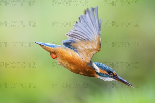 Common kingfisher (Alcedo atthis) flying into the water hunting for fish in late summer, wildife, Bavaria, Germany