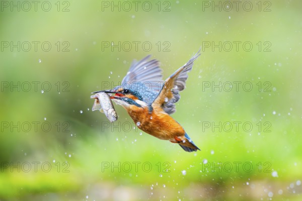 Common kingfisher (Alcedo atthis) flying out of the water with a fresh cought fish in his beak in late summer, wildife, Bavaria, Germany