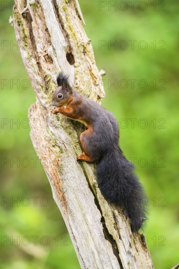Red squirrel (Sciurus vulgaris) sitting on an old wrotten tree trunk in a forest, Bavaria, Gernany