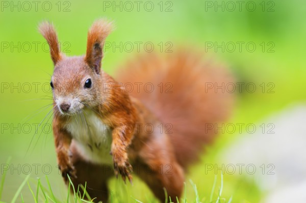 Red squirrel (Sciurus vulgaris) running in the grass, Bavaria, Gernany