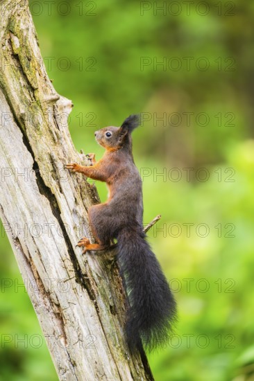 Red squirrel (Sciurus vulgaris) climbing up an old wrotten tree trunk in a forest, Bavaria, Gernany