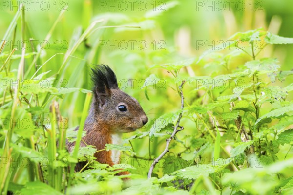 Red squirrel (Sciurus vulgaris) sitting in the grass, Bavaria, Gernany
