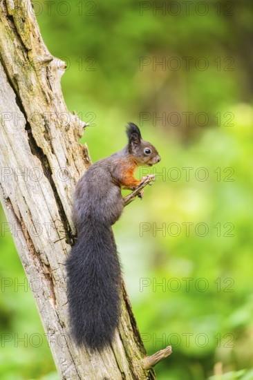 Red squirrel (Sciurus vulgaris) sitting on an old wrotten tree trunk in a forest, Bavaria, Gernany