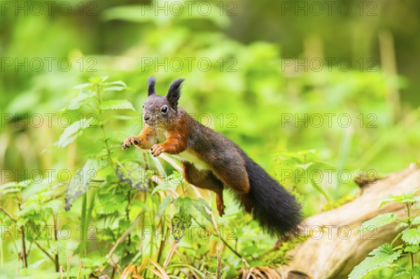 Red squirrel (Sciurus vulgaris) jumping in the air in a forest, Bavaria, Gernany