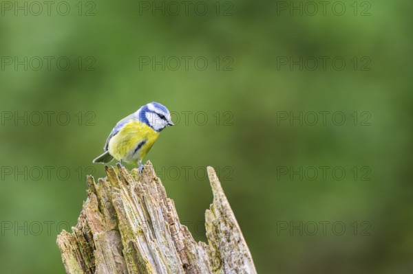 Eurasian blue tit (Cyanistes caeruleus) sitting on an old wrotten tree trunk at a swamp, Bavaria, Germany