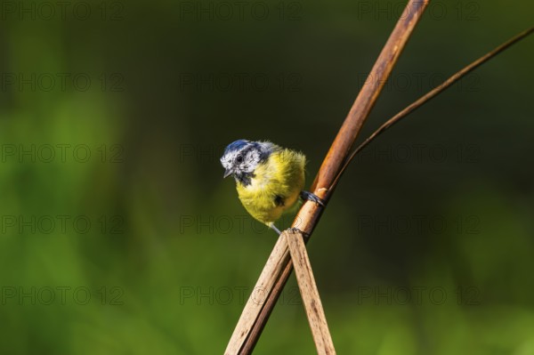 Eurasian blue tit (Cyanistes caeruleus) sitting on stem of a reed at a swamp, Bavaria, Germany