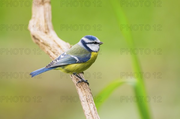 Eurasian blue tit (Cyanistes caeruleus) sitting on an old wood at a swamp, Bavaria, Germany