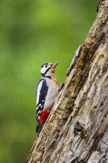 Great spotted woodpecker (Dendrocopos major) sitting on an old wrotten tree trunk in late summer, Bavaria, Germany