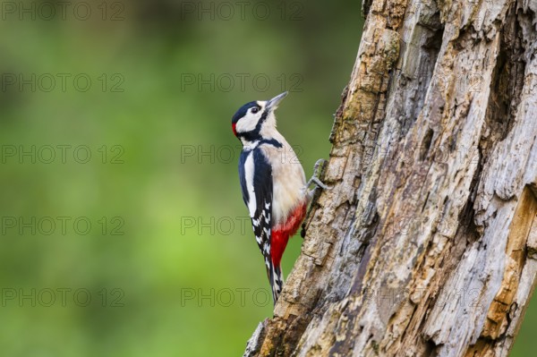 Great spotted woodpecker (Dendrocopos major) sitting on an old wrotten tree trunk in late summer, Bavaria, Germany