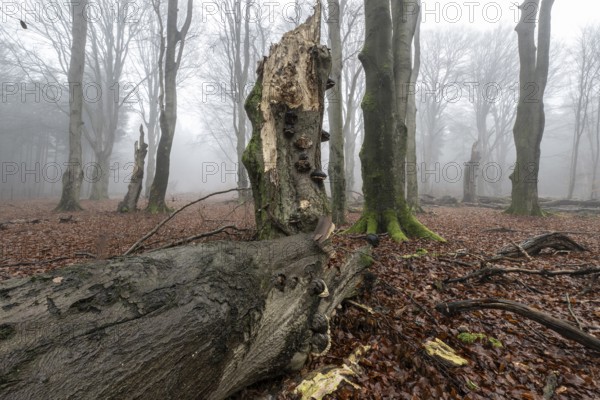 Old beech forest (Fagus sylvatica) in the fog, Emsland, Lower Saxony, Germany