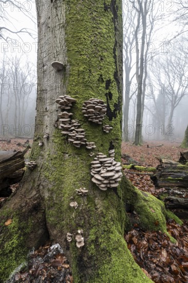 Branched oyster fungus (Pleurotus cornucopiae), on old copper beech (Fagus sylvatica), Emsland, Lower Saxony, Germany